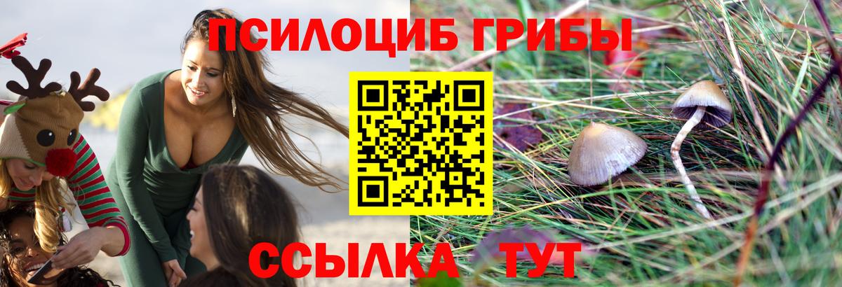 Курчатов  Псилоцибиновые грибы Cubensis  Галлюциногенные грибы мицелий  Вход с VPN 